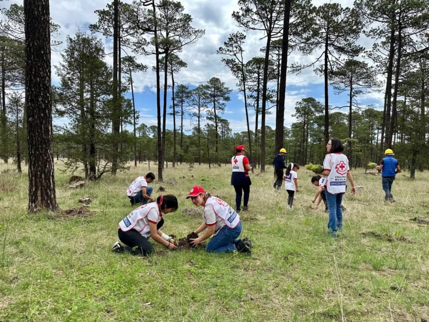 Gobierno De Esteban Reforesta Durango Con Prioridad A Municipios